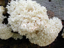 Hericium coralloides .